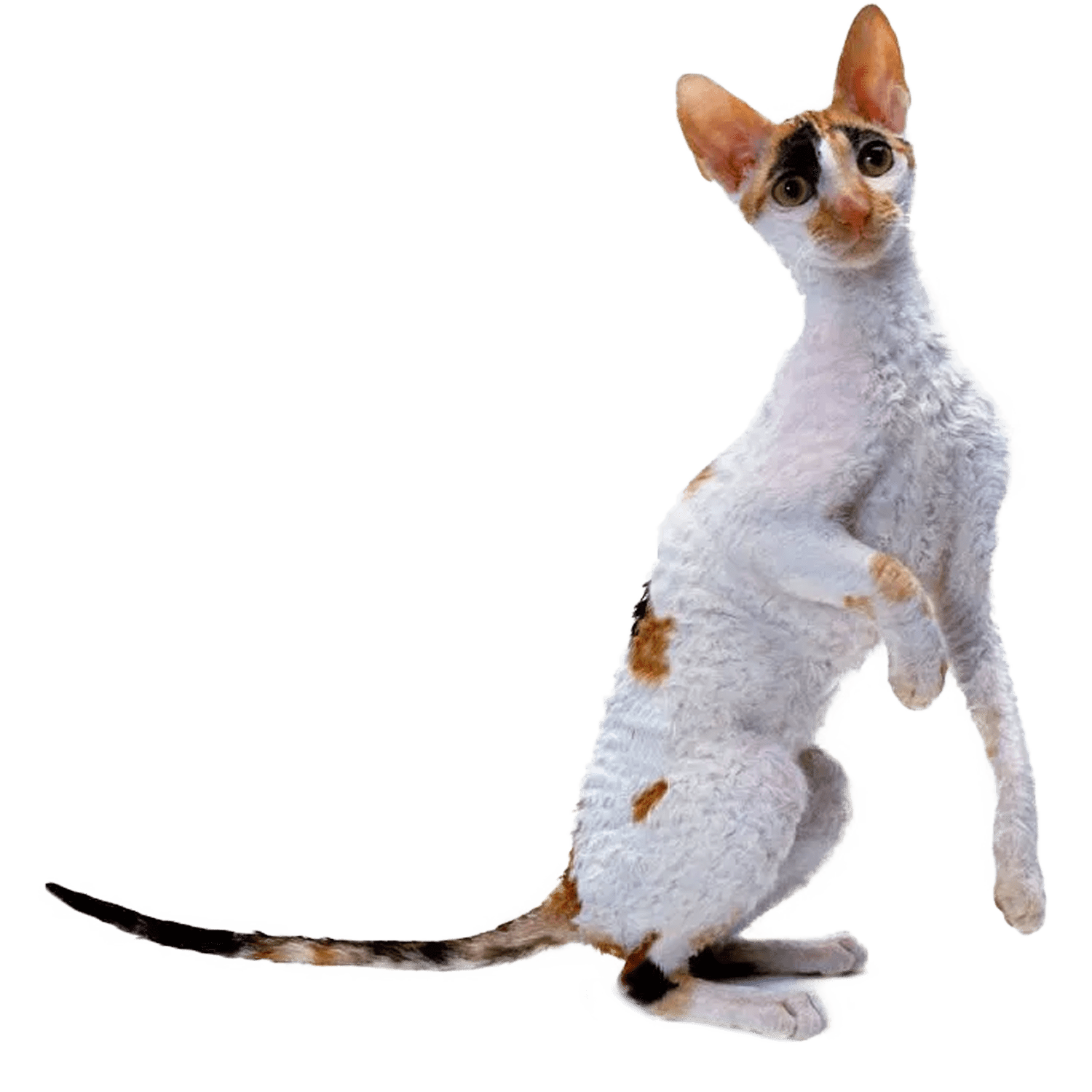 Le guide du chat - Cornish Rex - 
