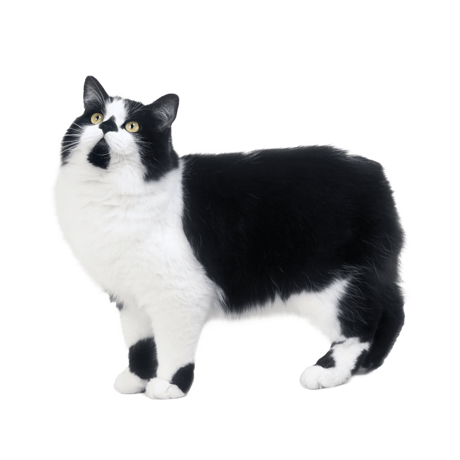 Le guide du chat - Cymric - 