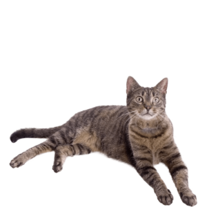 Le guide du chat - Européen