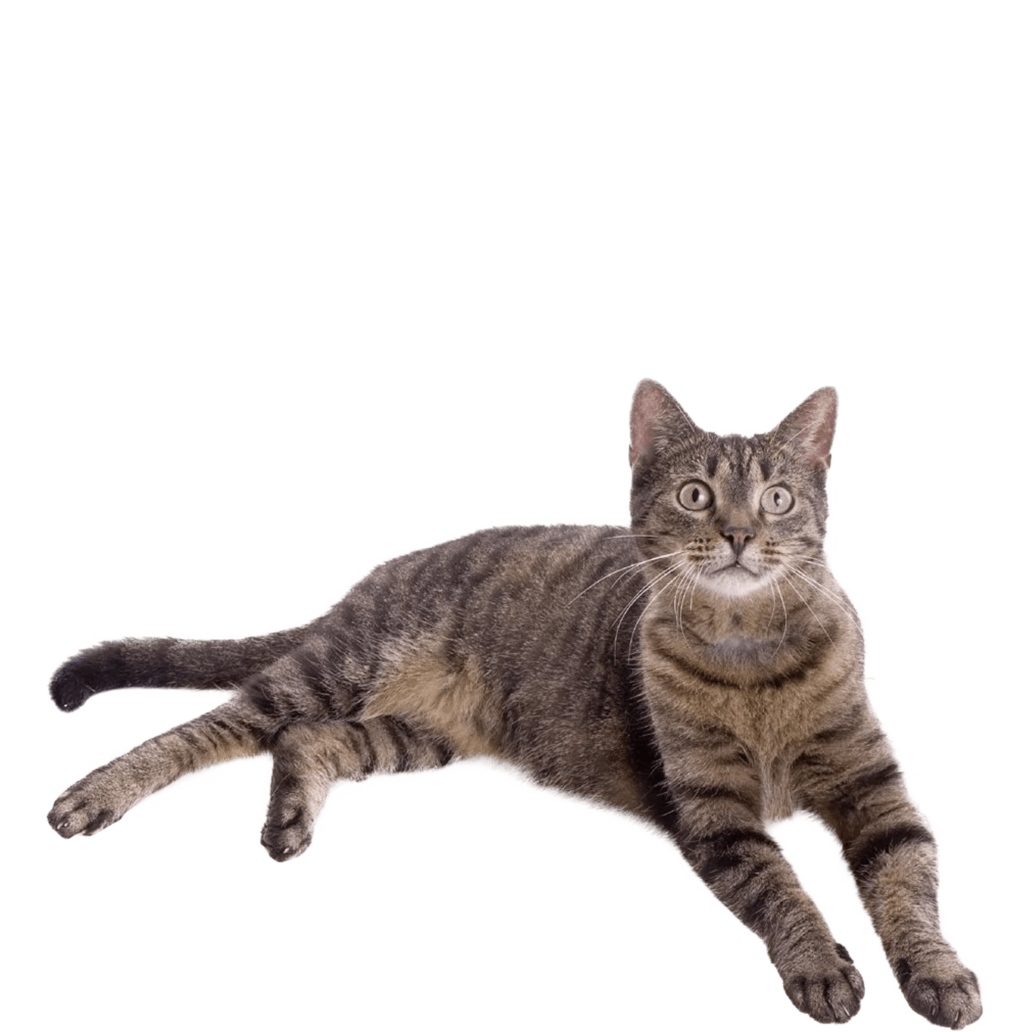 Le Guide du Chat - Européen