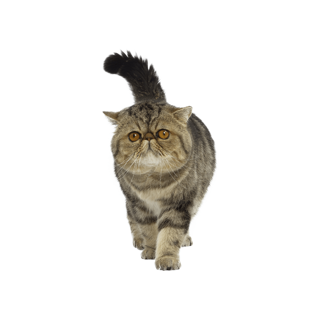 Le guide du chat - Exotic Shorthair