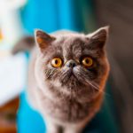 Le Guide du Chat - Exotic Shorthair