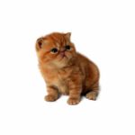 Le Guide du Chat - Exotic Shorthair