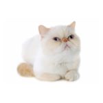 Le Guide du Chat - Exotic Shorthair