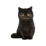 Le Guide du Chat - Exotic Shorthair