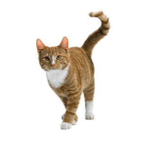 Le guide du chat - Chat de Gouttière