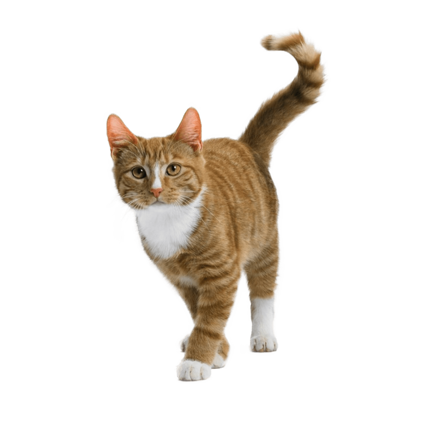 Le guide du chat - Chat de Gouttière - 