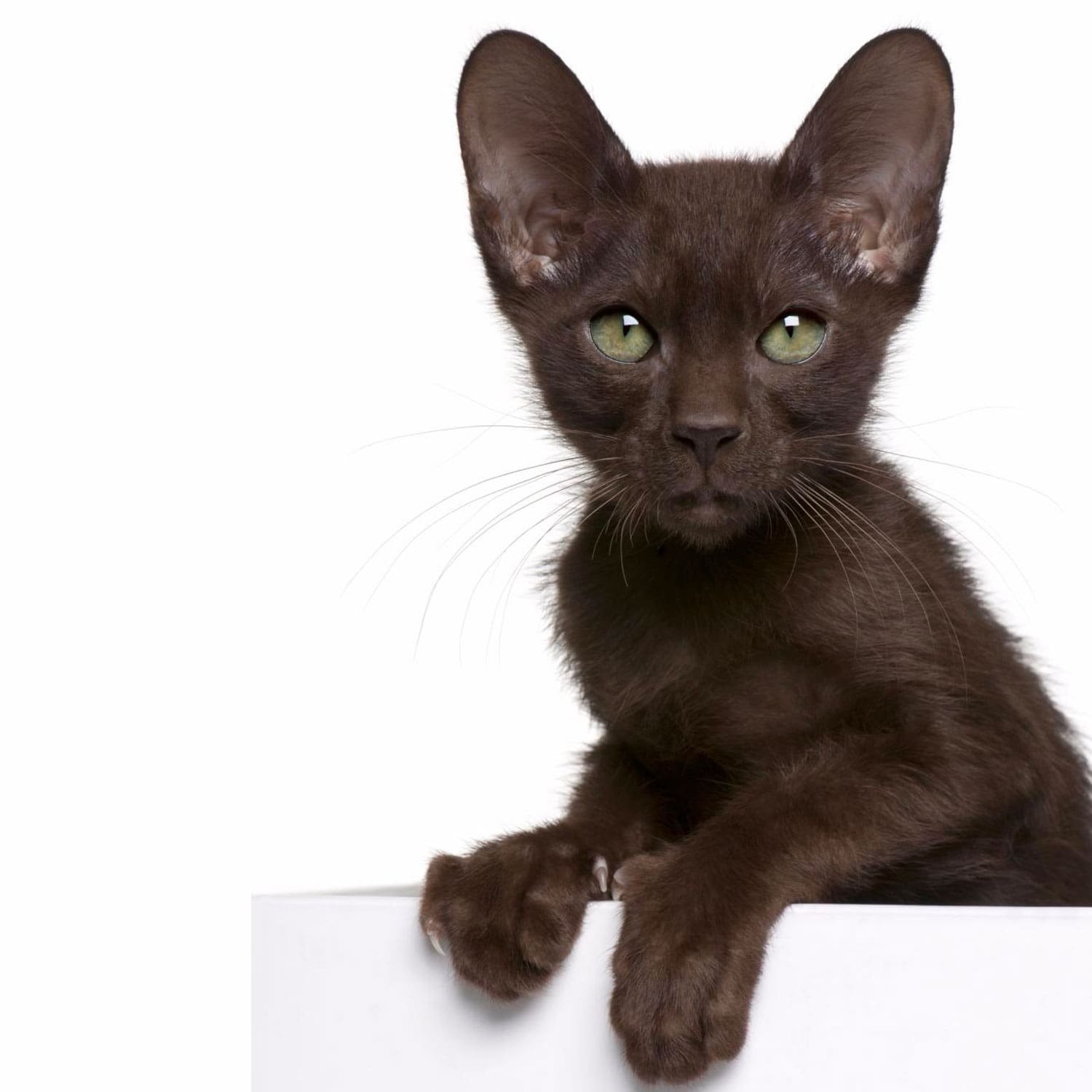 Le guide du chat - Havana Brown - Jeune Havana Brown