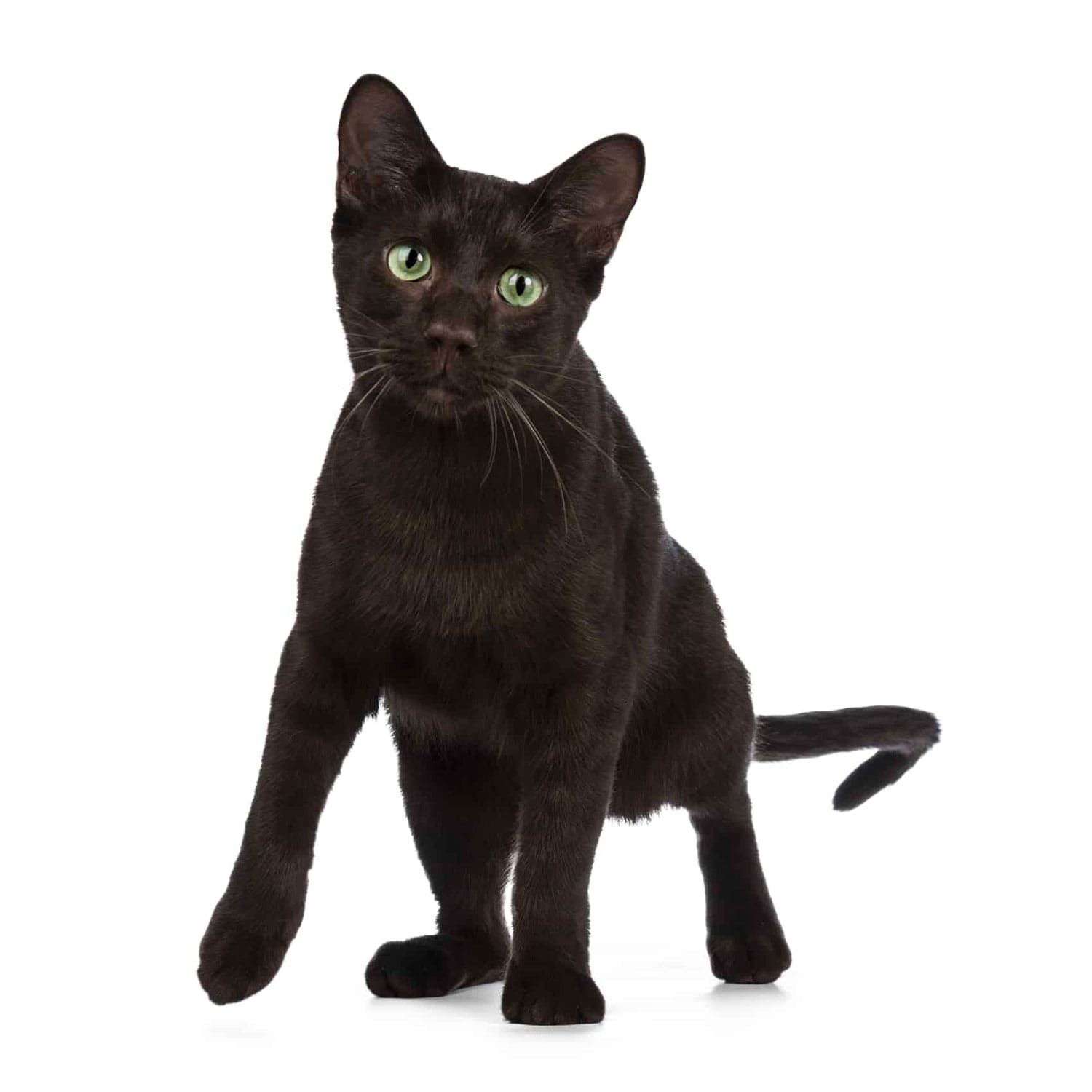 Le guide du chat - Havana Brown - Havana Brown