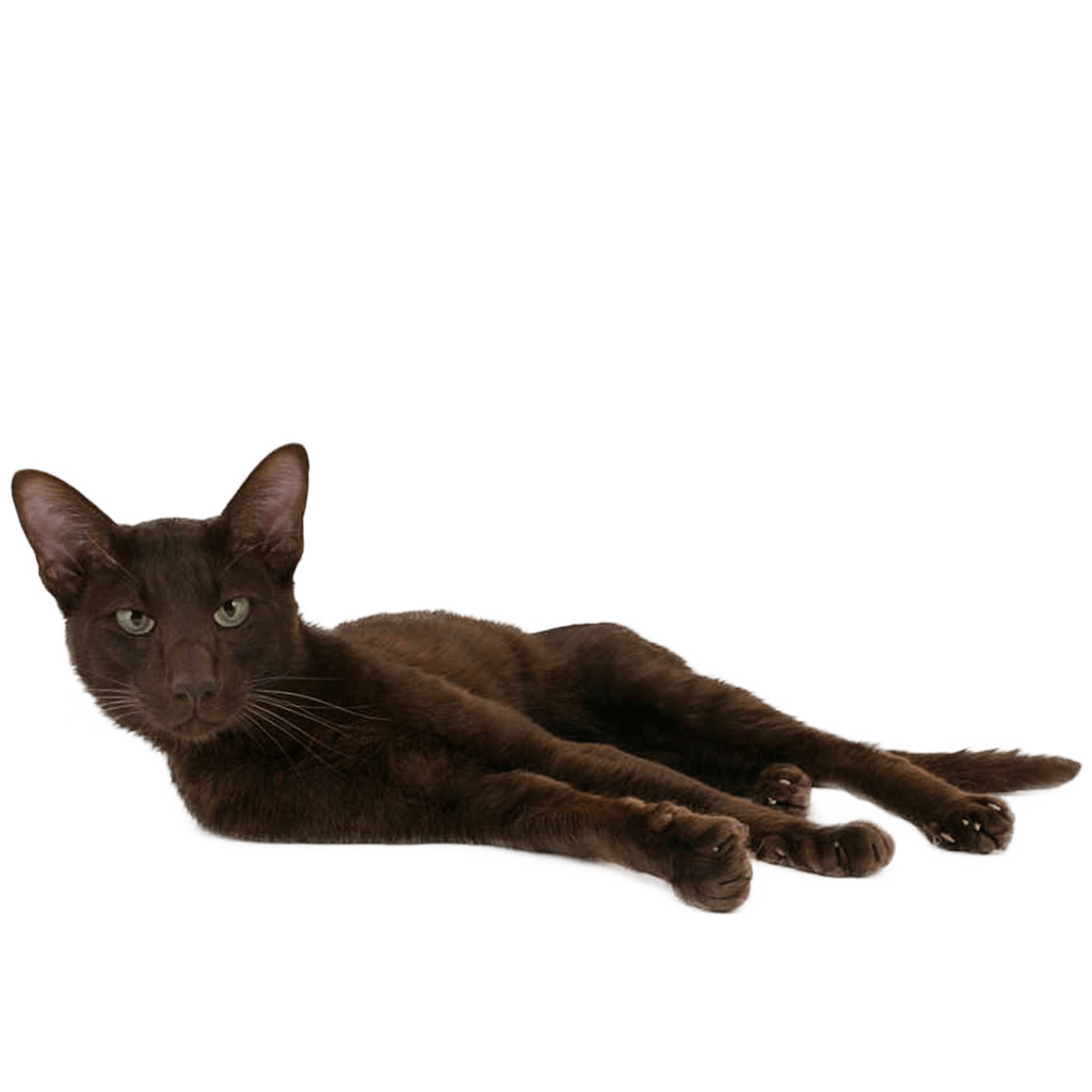 Le Guide du Chat - Havana Brown