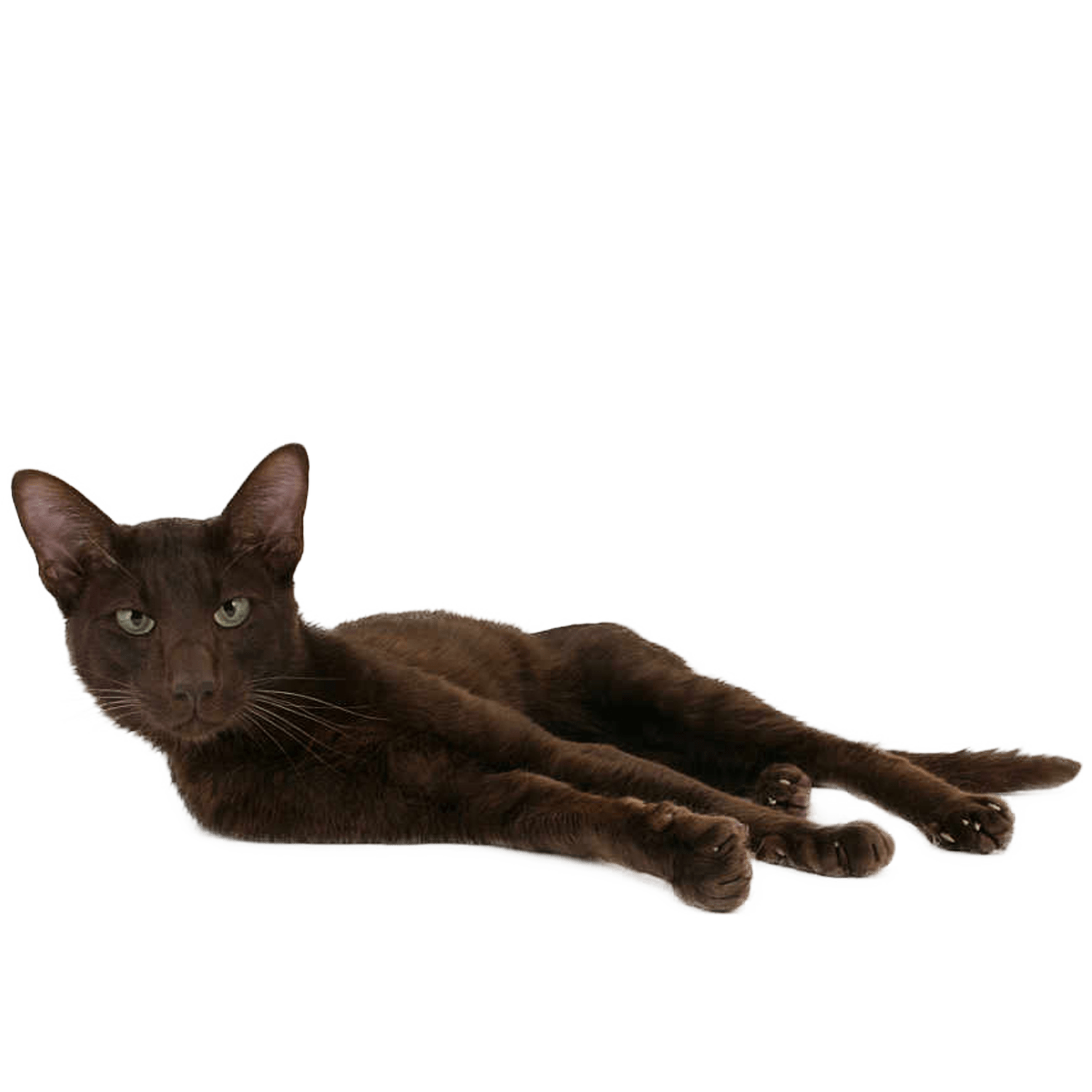 Le Guide du Chat - Havana Brown