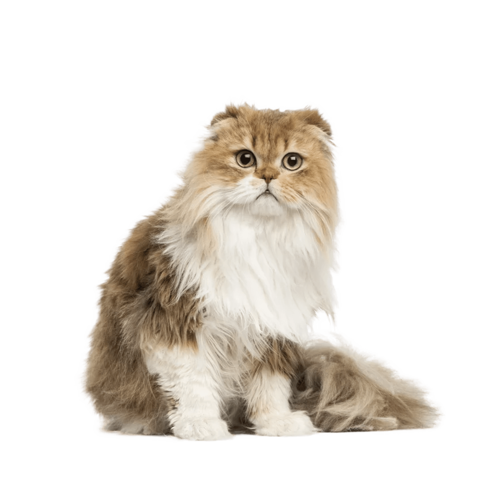 Le Guide du Chat - Highland Fold