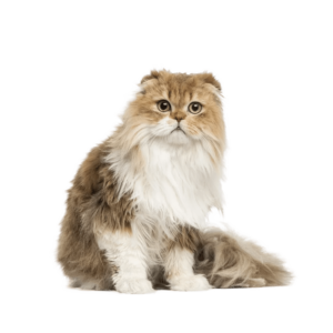 Le guide du chat - Highland Fold