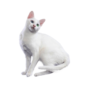 Le guide du chat - Khao Manee