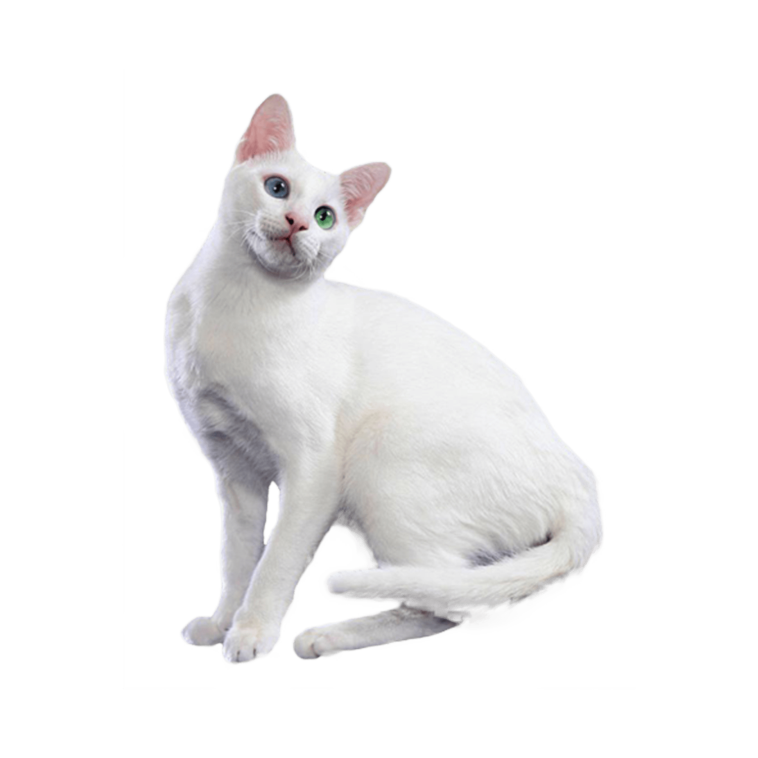 Le guide du chat - Khao Manee - 