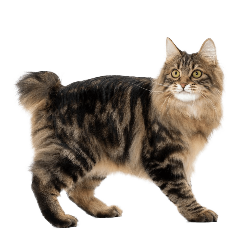 Le Guide du Chat - Kurilian Bobtail