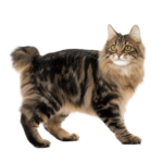 Le Guide du Chat - Kurilian Bobtail