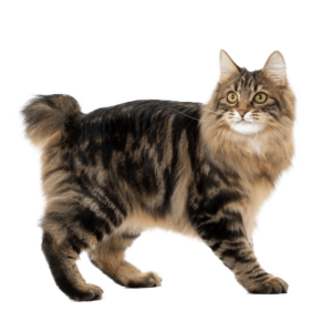 Le guide du chat - Kurilian Bobtail
