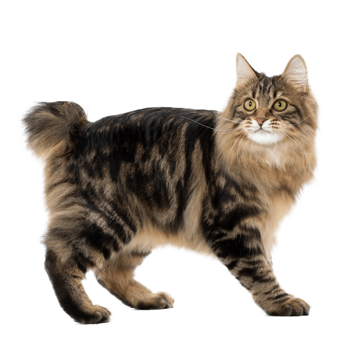 Le guide du chat - Kurilian Bobtail - 