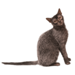 Le Guide du Chat - Lykoi