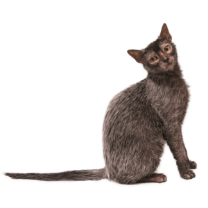 Le guide du chat - Lykoi
