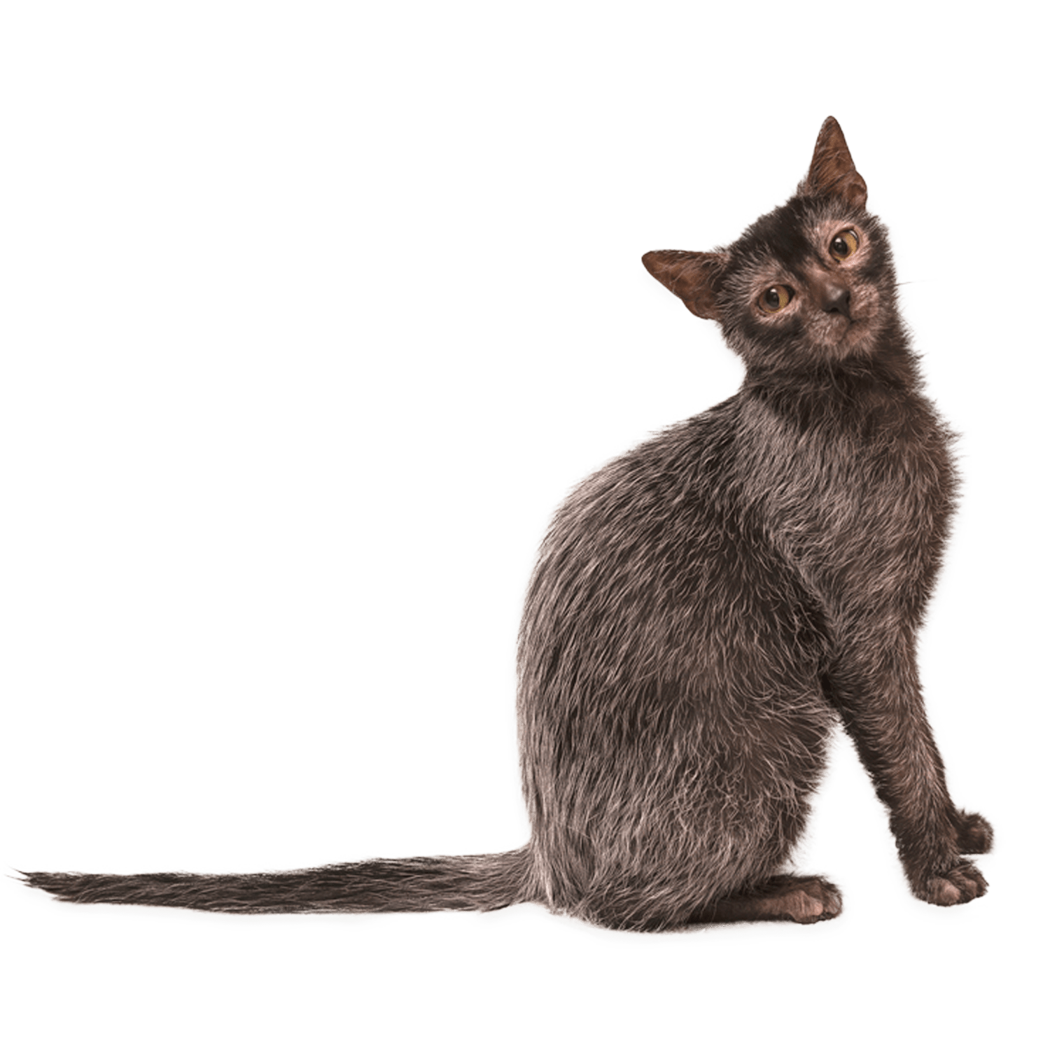 Le guide du chat - Lykoi - 