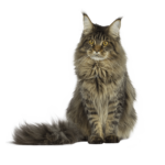 Le Guide du Chat - Maine Coon