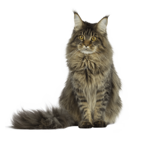 Le guide du chat - Maine Coon