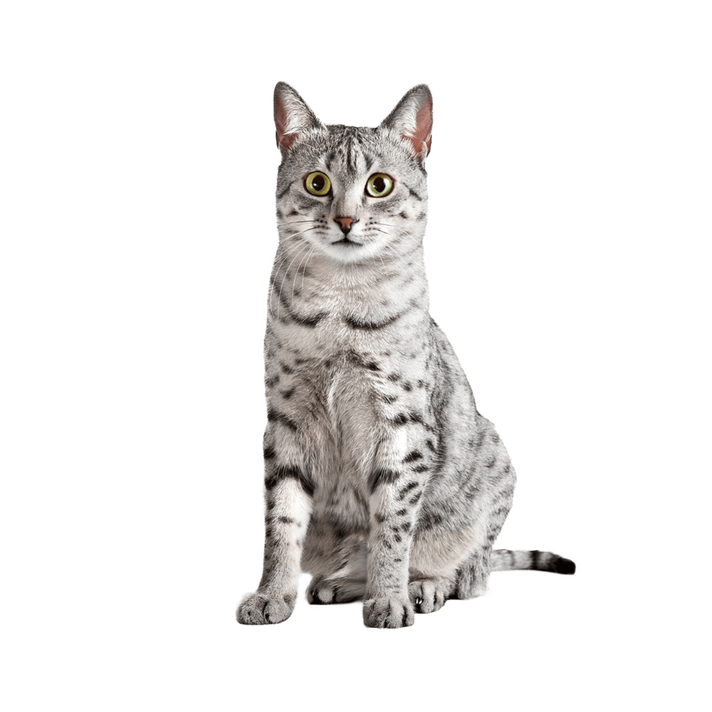 Le Guide du Chat - Mau Egyptien