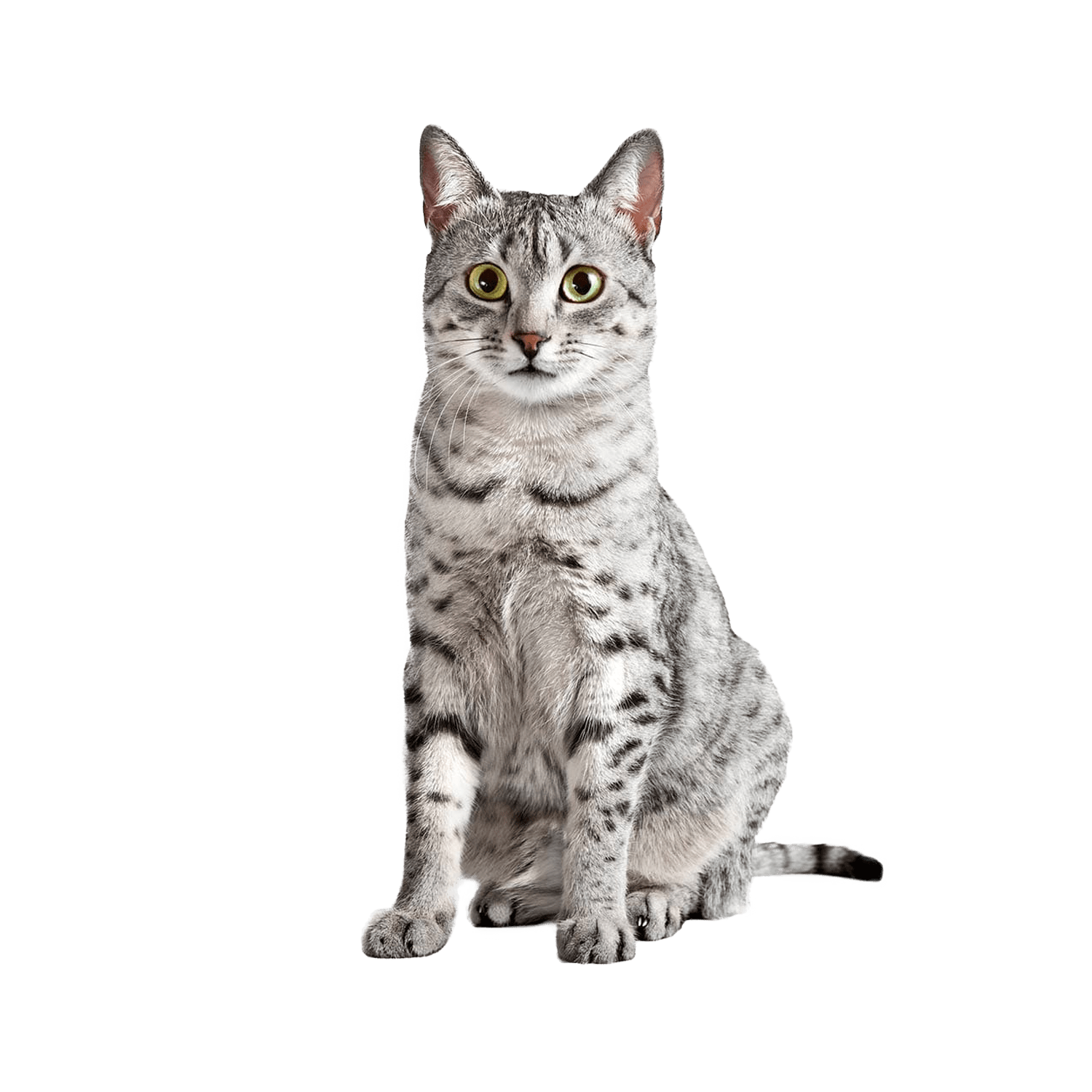 Le guide du chat - Mau Egyptien - 