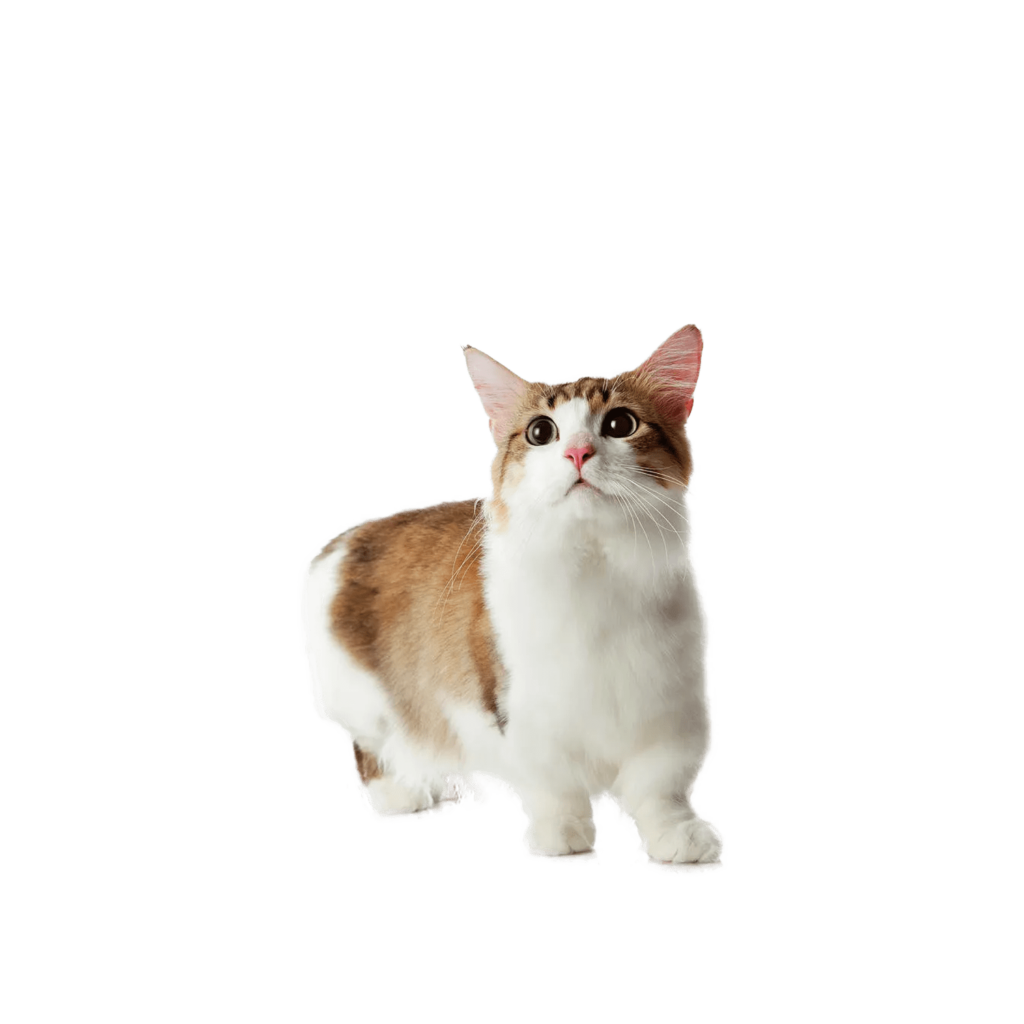 Le Guide du Chat - Munchkin