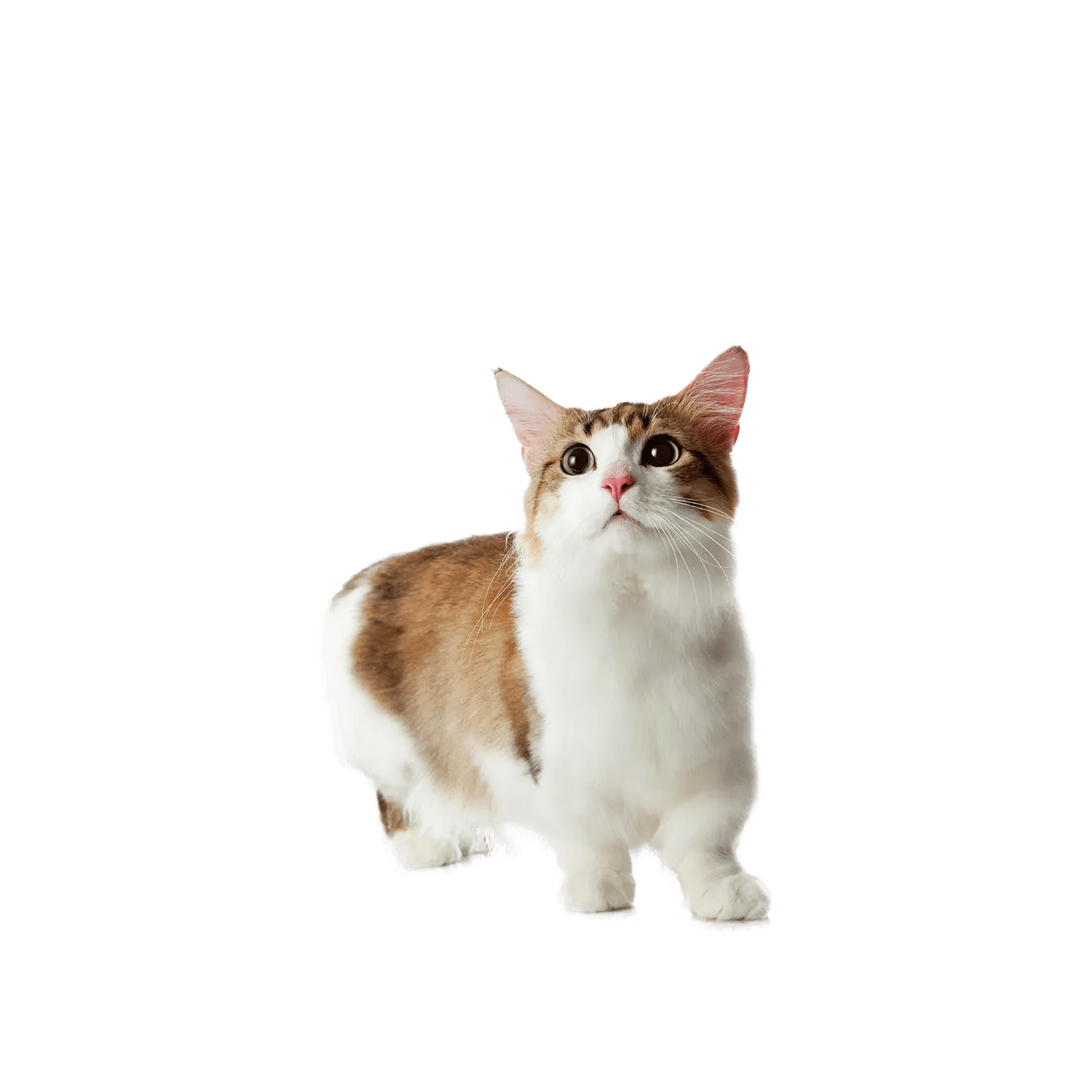 Le guide du chat - Munchkin - 