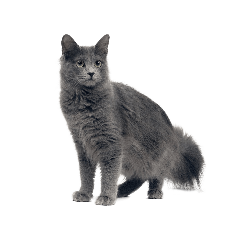 Le Guide du Chat - Nebelung