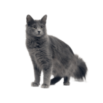 Le Guide du Chat - Nebelung