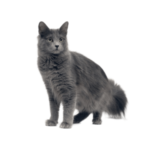 Le guide du chat - Nebelung