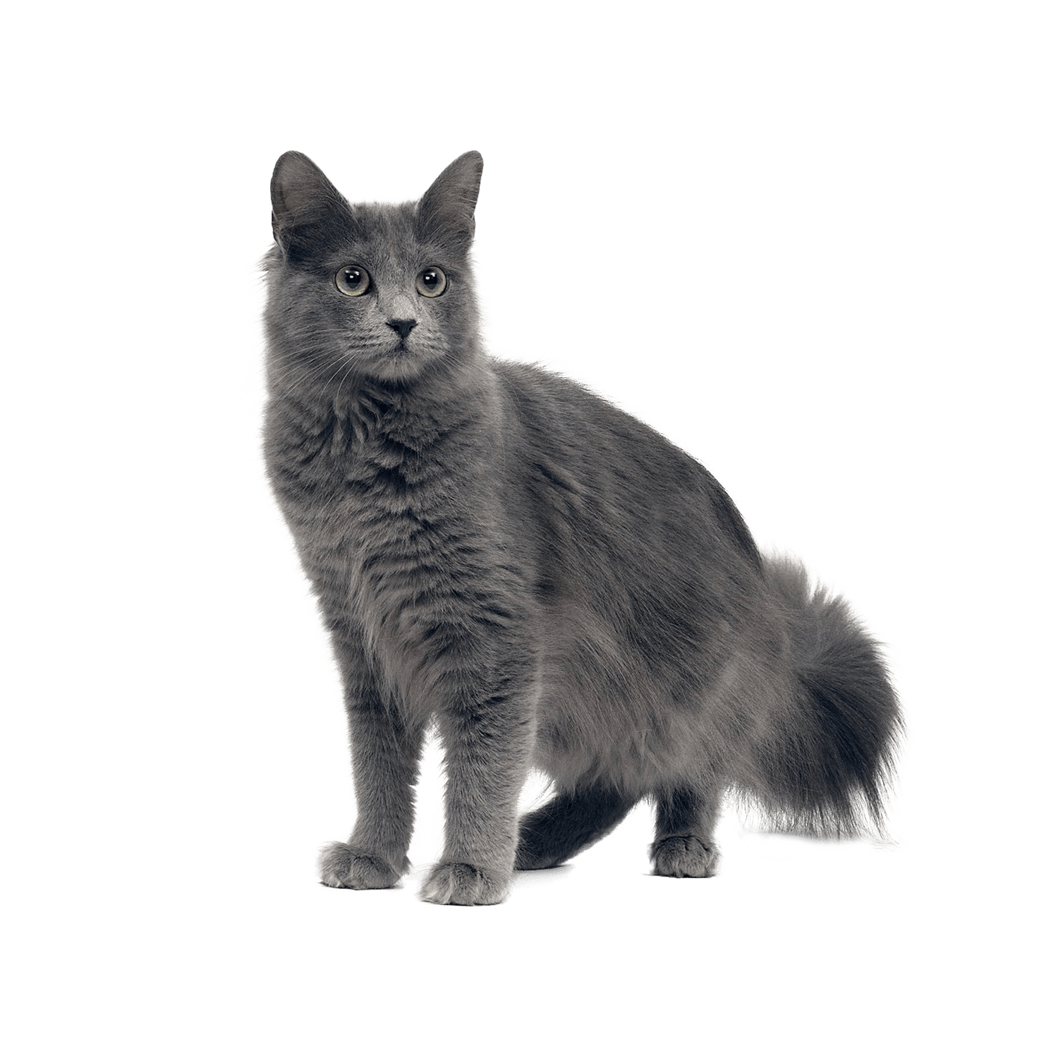 Le guide du chat - Nebelung - 