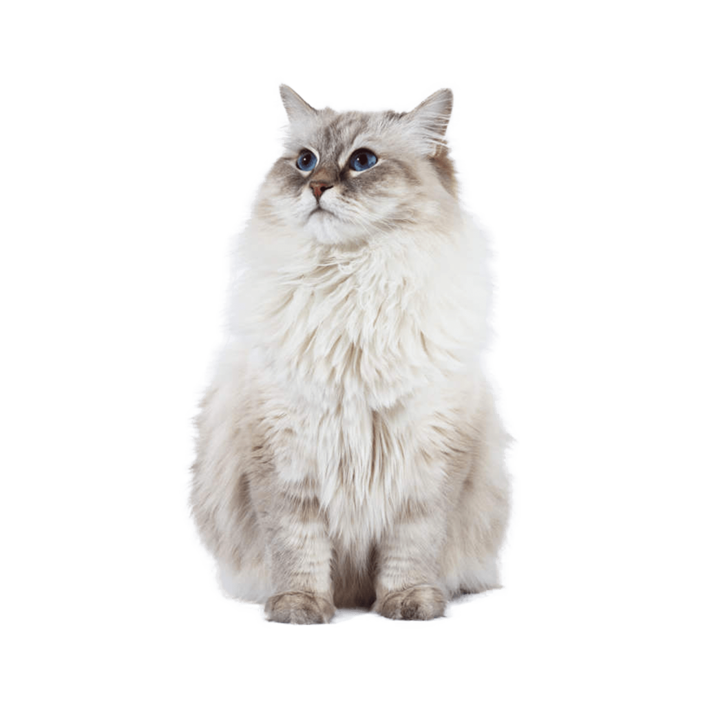 Le guide du chat - Neva Masquerade