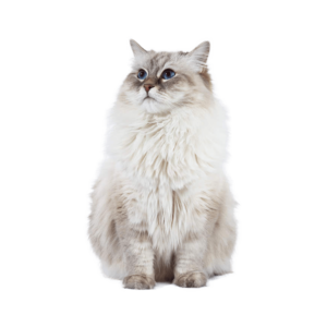 Le guide du chat - Neva Masquerade