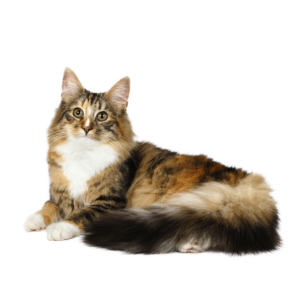 Le guide du chat - Norvégien