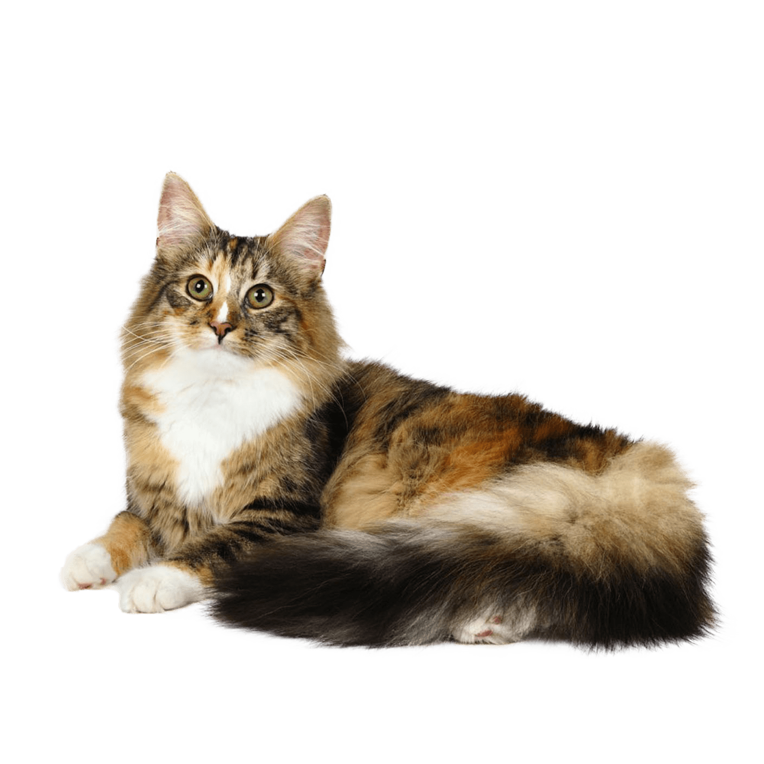 Le guide du chat - Norvégien - 