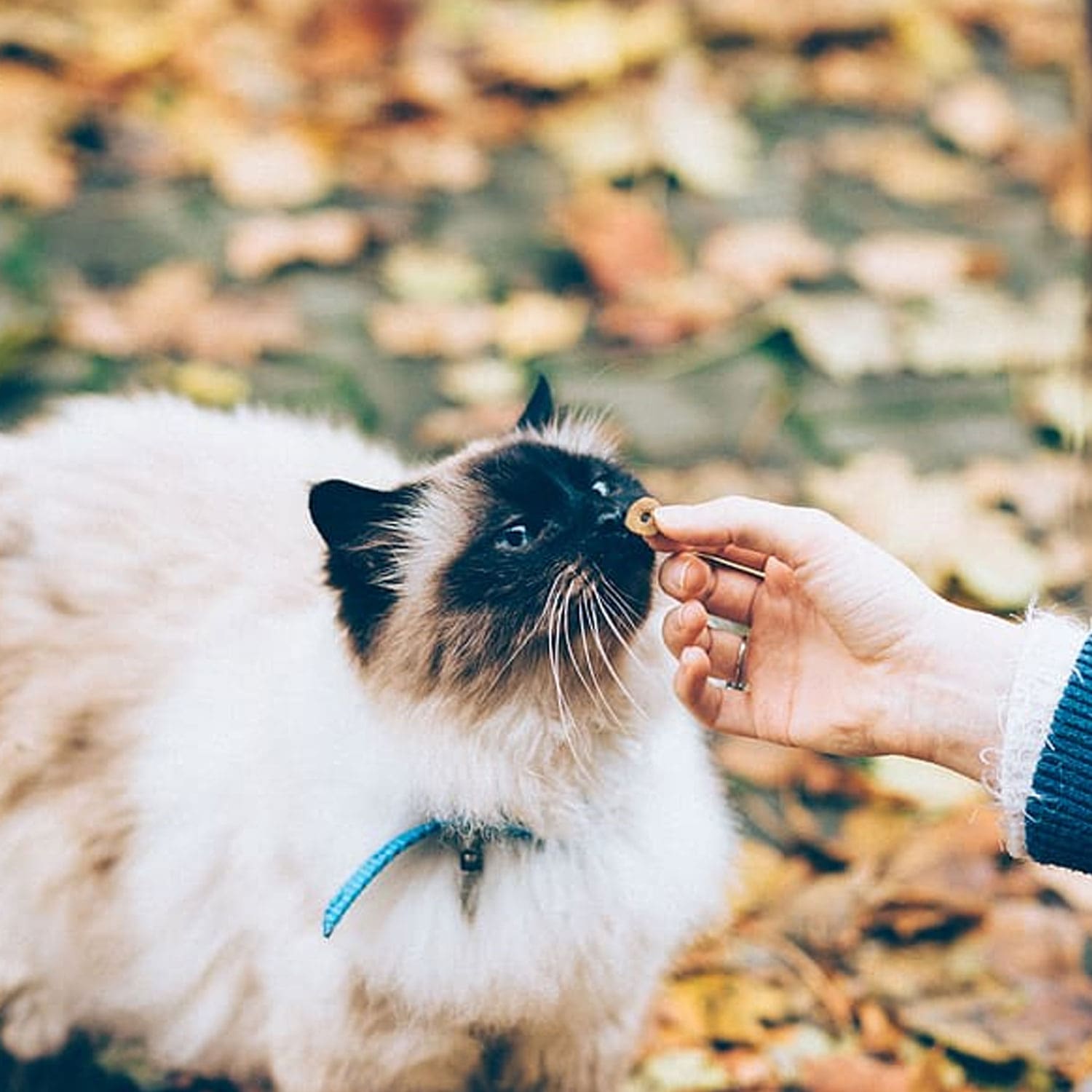 Le Guide du Chat - Comment bien nourrir son chat ? - Bien nourrir son chat