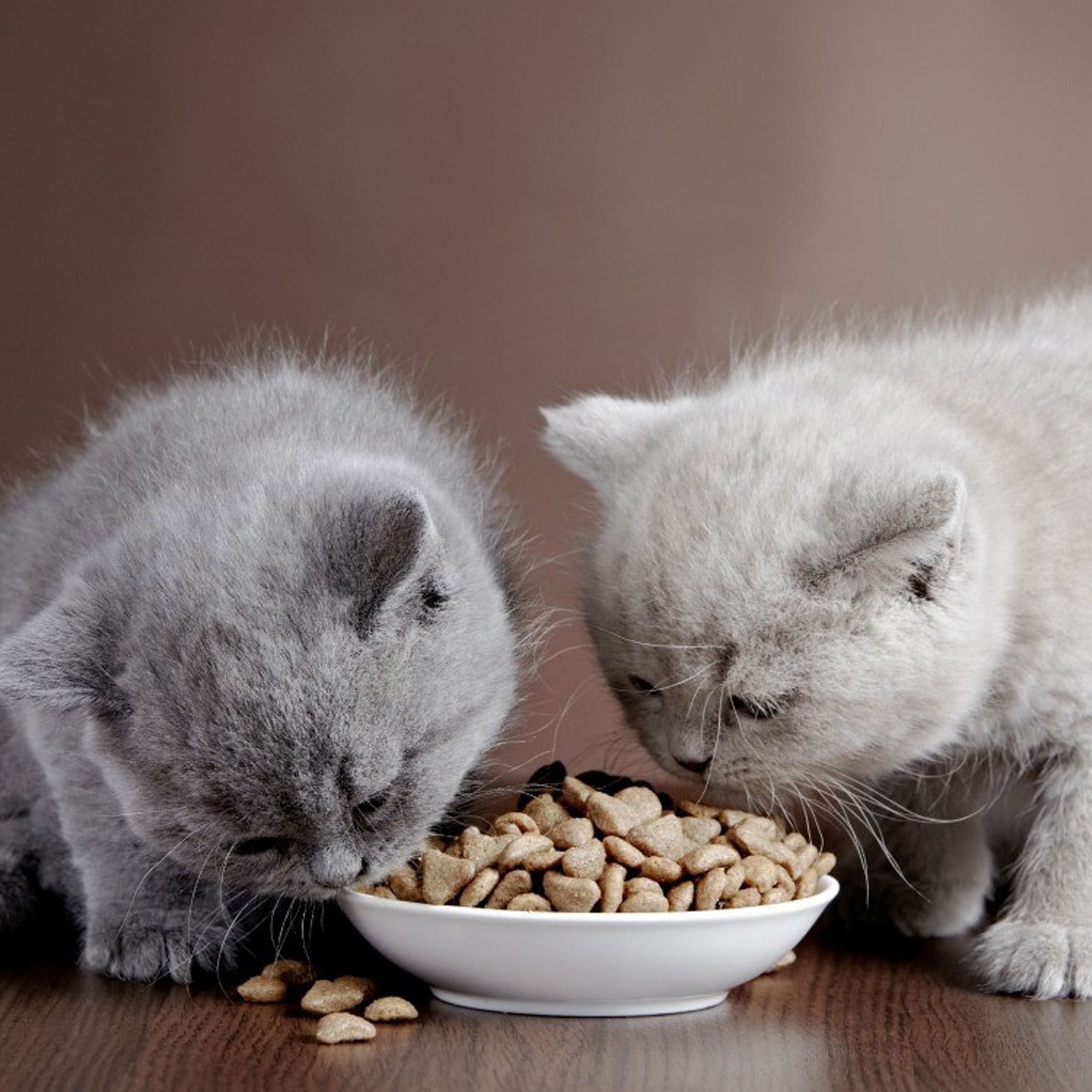 Le Guide du Chat - Comment bien nourrir son chaton ? - 