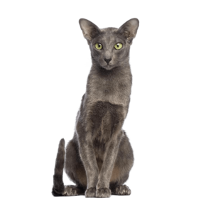 Le guide du chat - Oriental