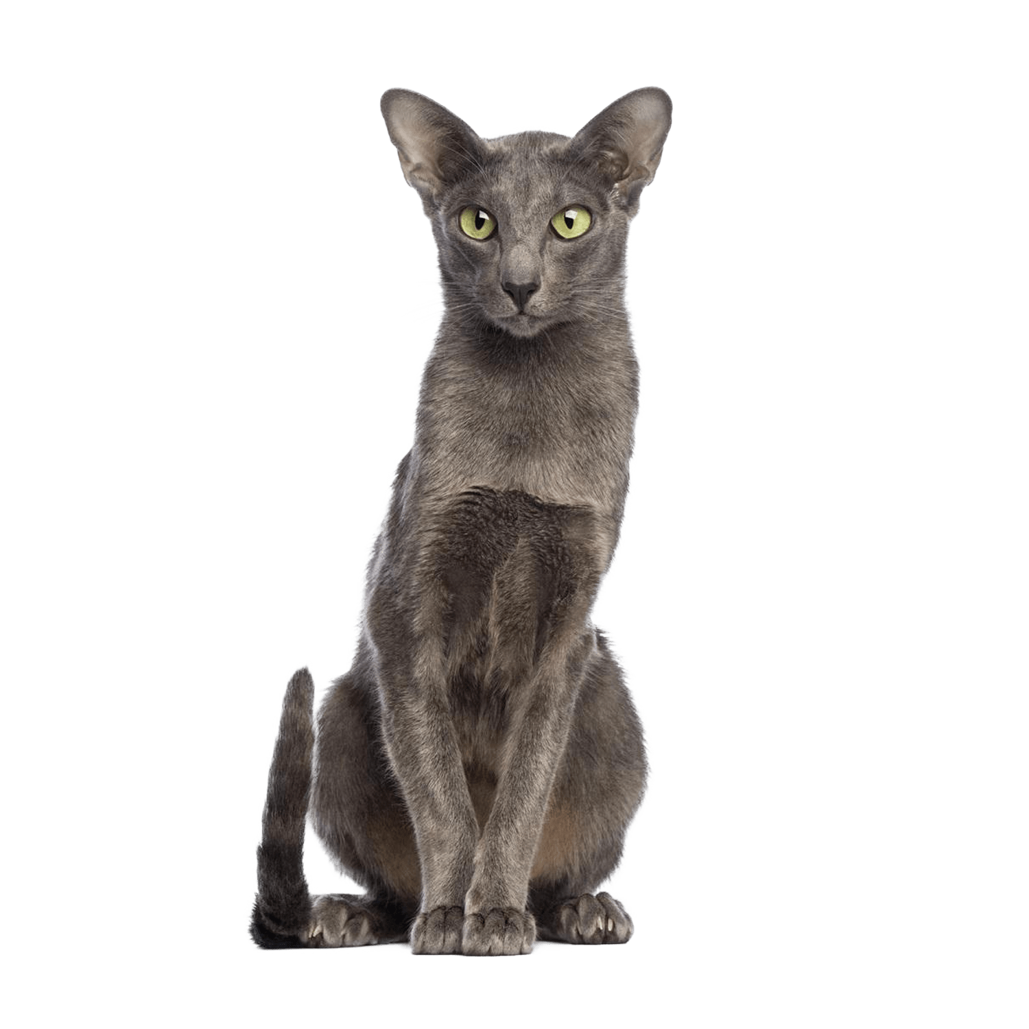 Le guide du chat - Oriental - 