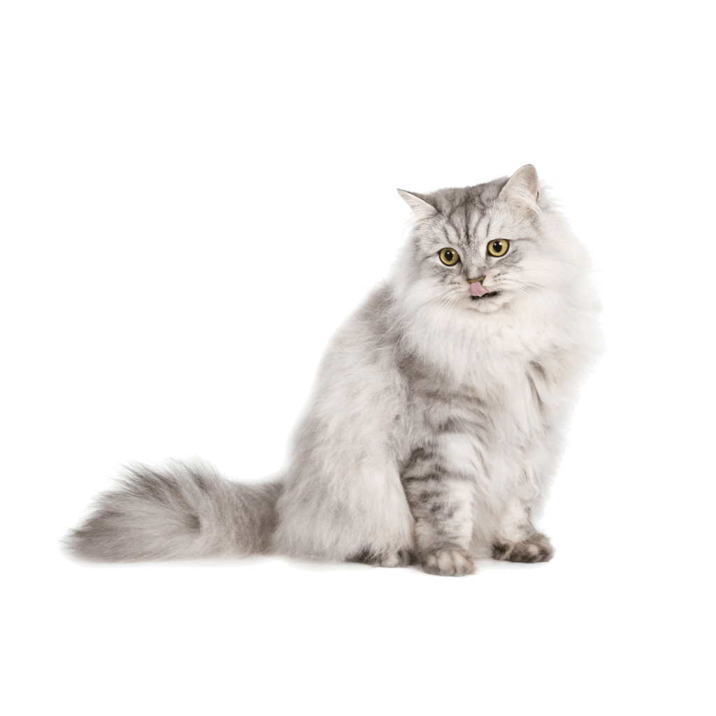 Le guide du chat - Persan