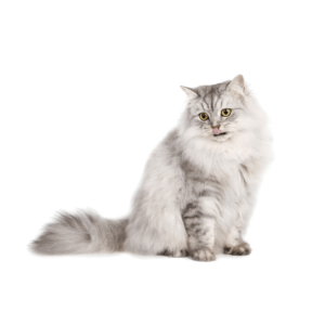 Le guide du chat - Persan