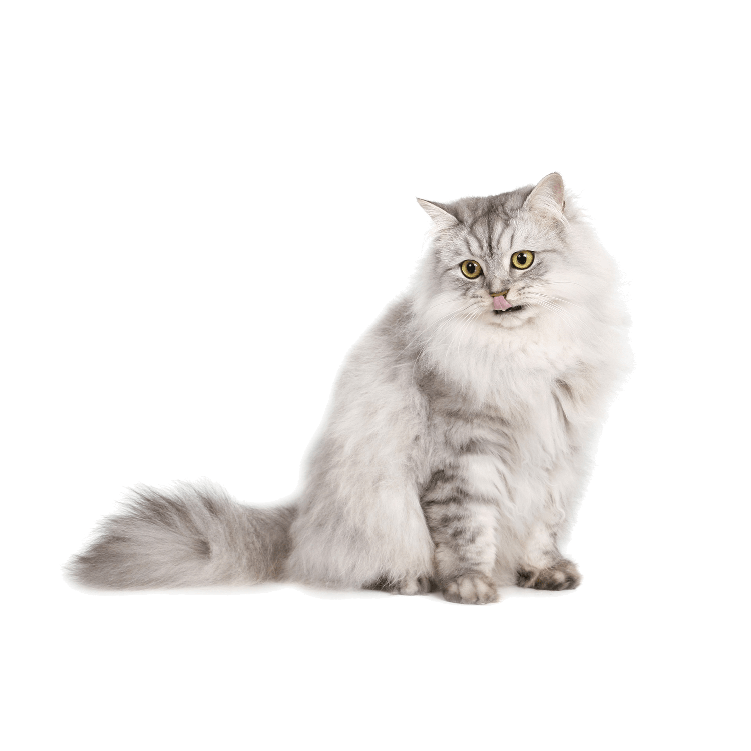 Le guide du chat - Persan - Ceci est ma légende.