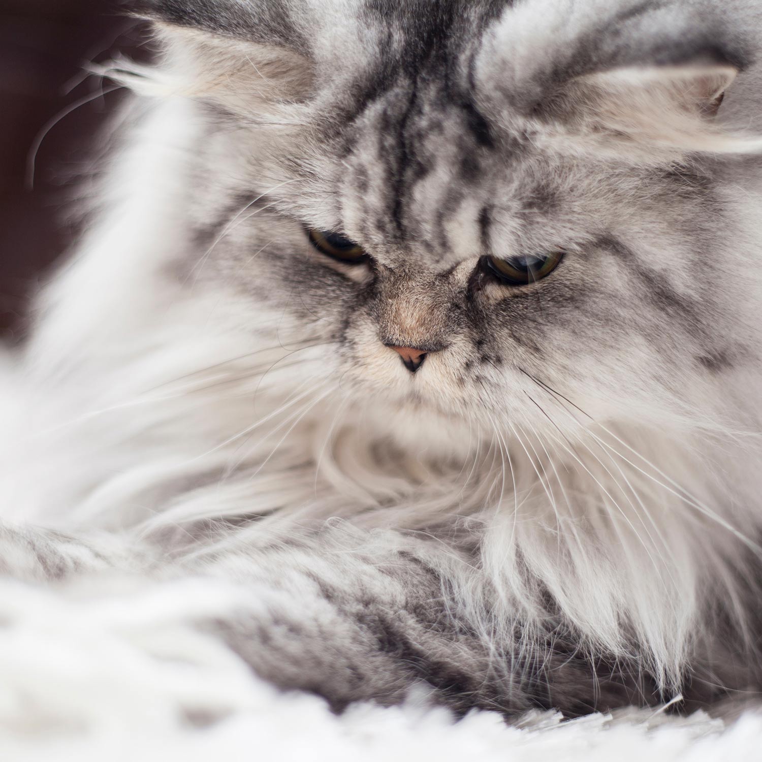 Le guide du chat - Persan - Ceci est la légende.