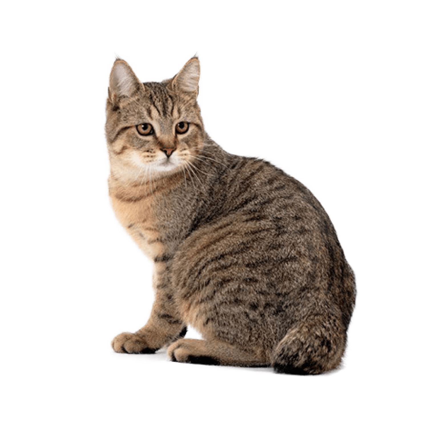 Le Guide du Chat - Pixie-Bob