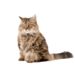 Le Guide du Chat - Ragamuffin